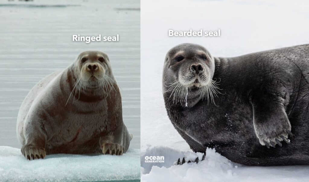 Ringed and bearded seals in the Arctic, posted by Ocean Generation