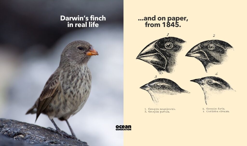 Darwin's finches are an iconic example of his theory of natural selection. Posted by Ocean Generation.