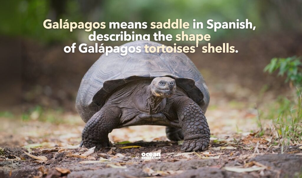Galapagos means saddle in Spanish.