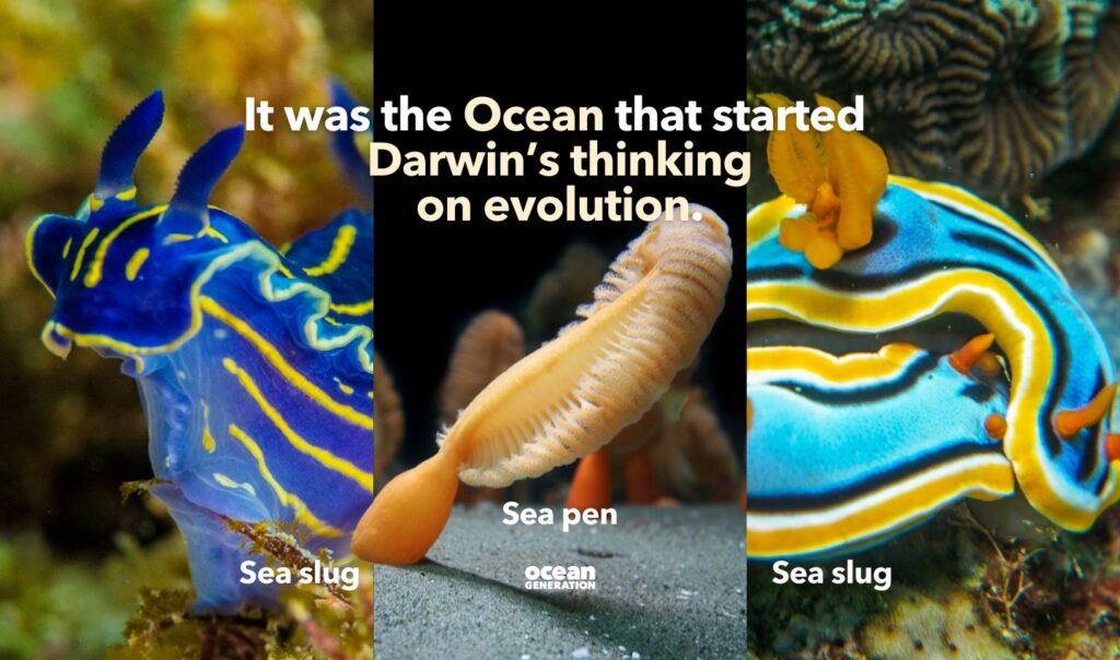 The Ocean got Darwin thinking, posted by Ocean Generation.
