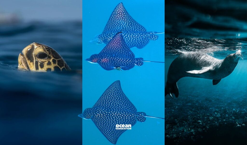 The goal of the UN Ocean Decade is to put the Ocean front and centre.