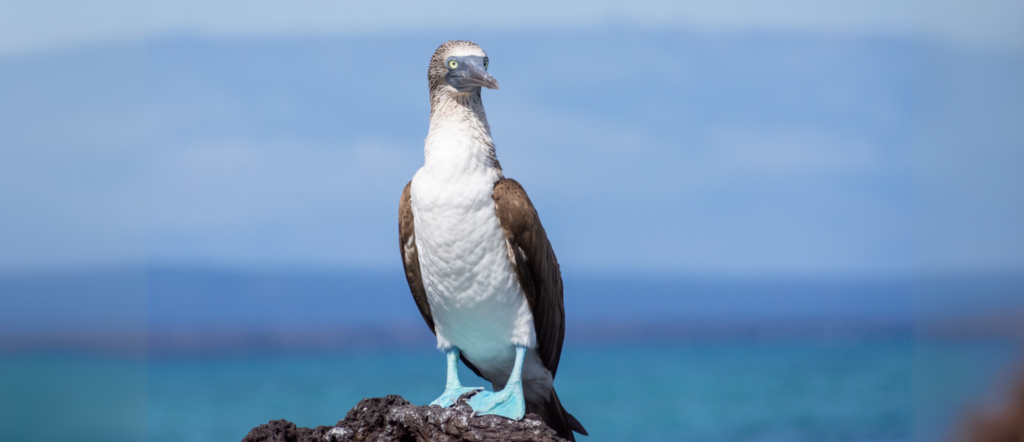 Galapagos under threat: Conservation, climate change and hope. Posted by Ocean Generation