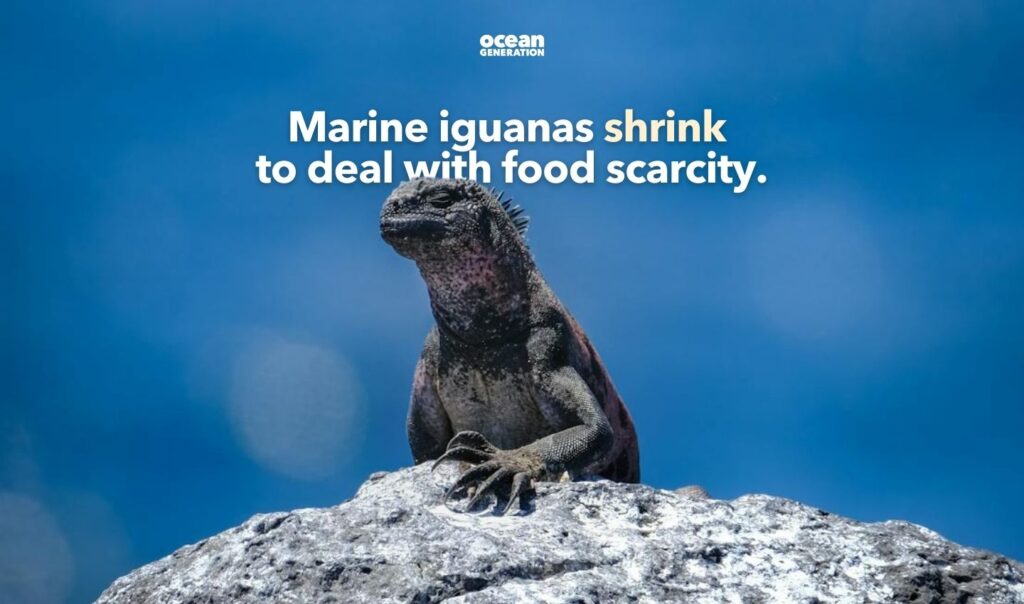 Marine iguanas at the Galapagos shrink to deal with food scarcity. Posted by Ocean Generation.
