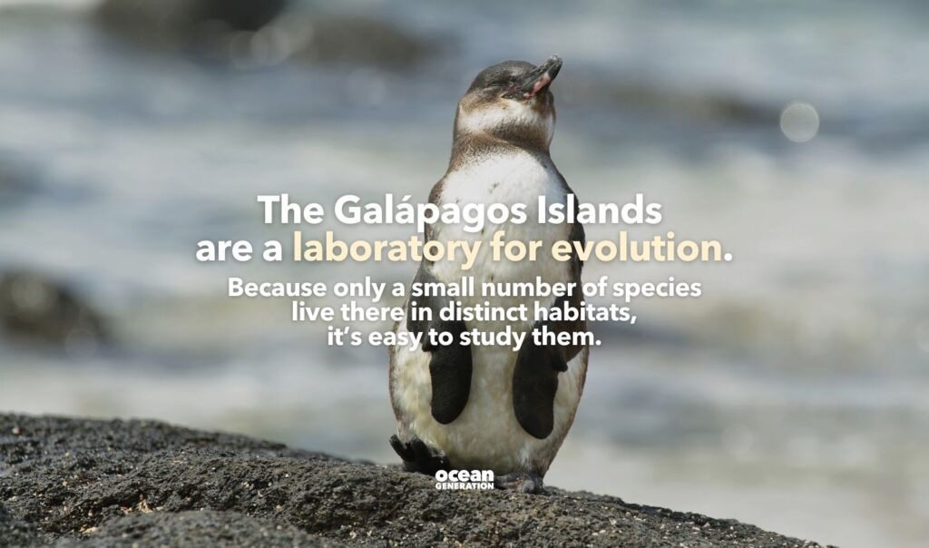 The Galapagos Islands are a laboratory for evolution. Posted by Ocean Generation.