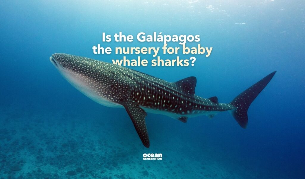 The Galapagos may be the nursery for baby whale sharks