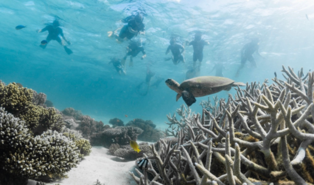 Ethical Adventures: Why Choose Eco-Tourism? Posted by Ocean Generation