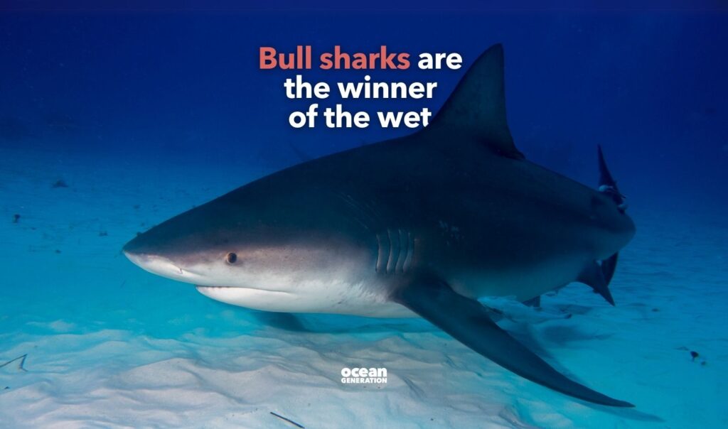 Bull sharks move between freshwater and saltwater. Explained by Ocean Generation, leaders in Ocean education.