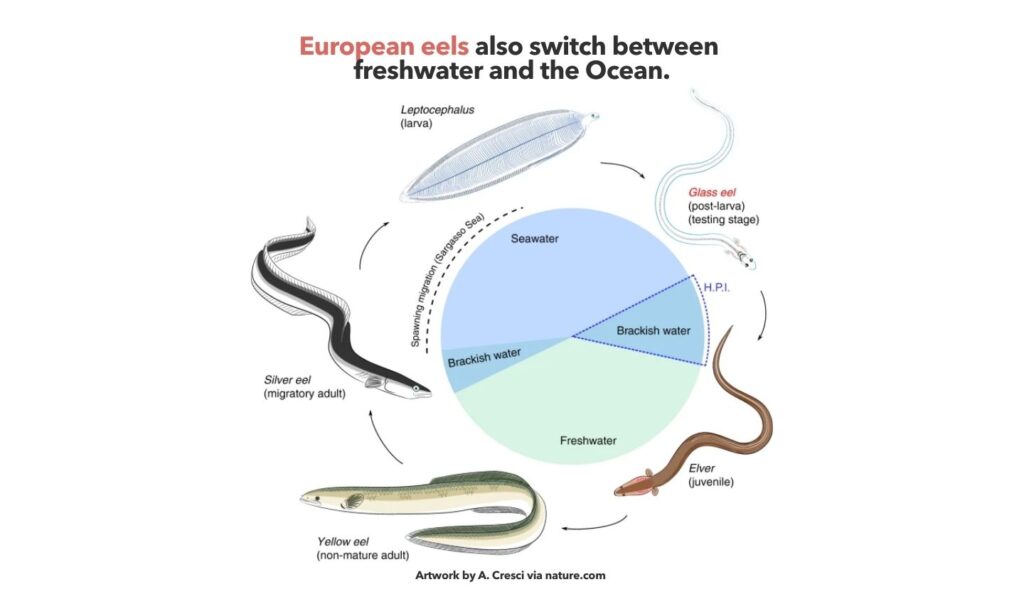European eels also switch between freshwater and the Ocean