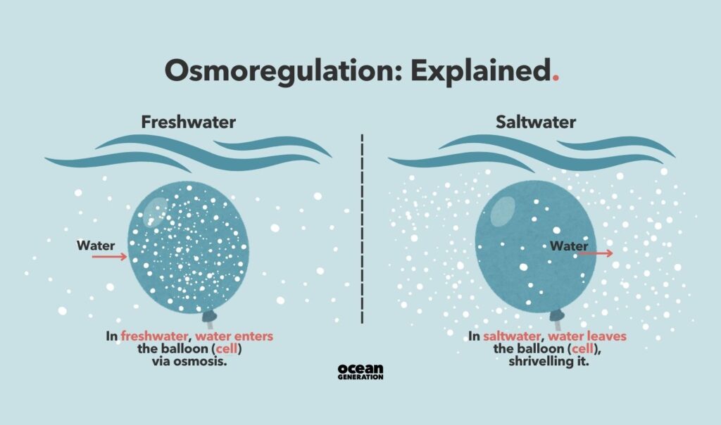 Osmoregulation explained by Ocean Generation.