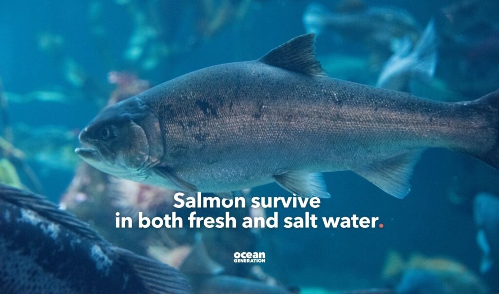 Salmon move from river to Ocean and back.