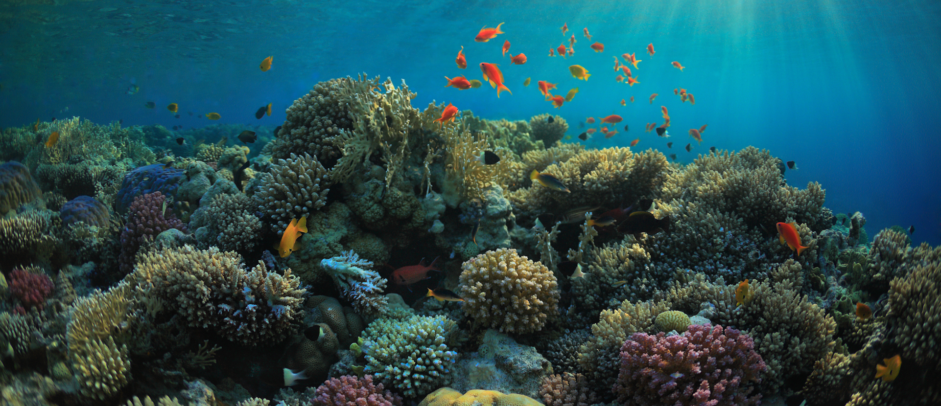 Can we rebuild coral reefs? Posted by Ocean Generation.