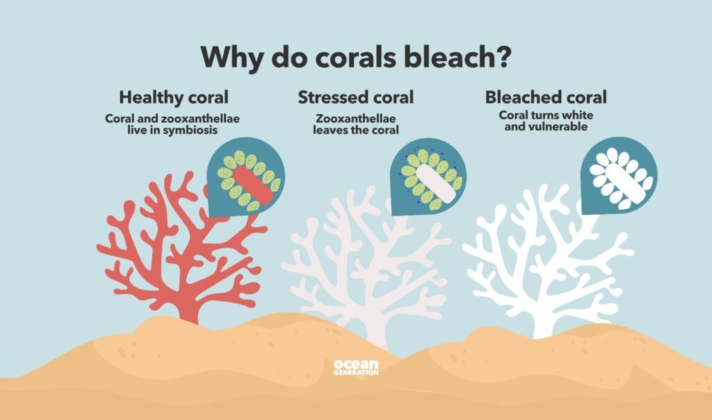 Why does coral bleaching happen? Explained by Ocean Generation.