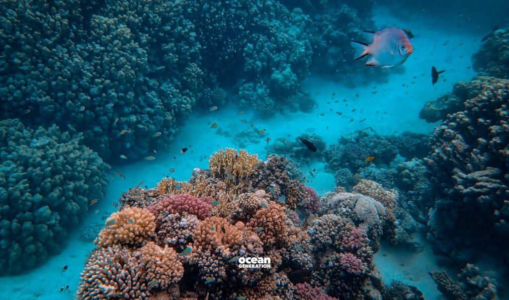 Coral reef restoration methods. Explained by Ocean Generation.