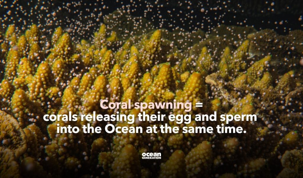 Coral spawning is fascinating. Explained by Ocean Generation, leaders in Ocean education.