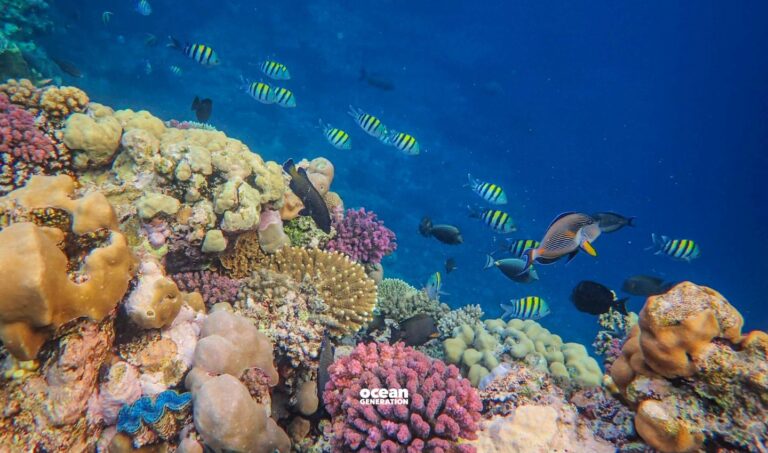 How can we help prevent coral bleaching? Explained by Ocean Generation, leaders of Ocean education.