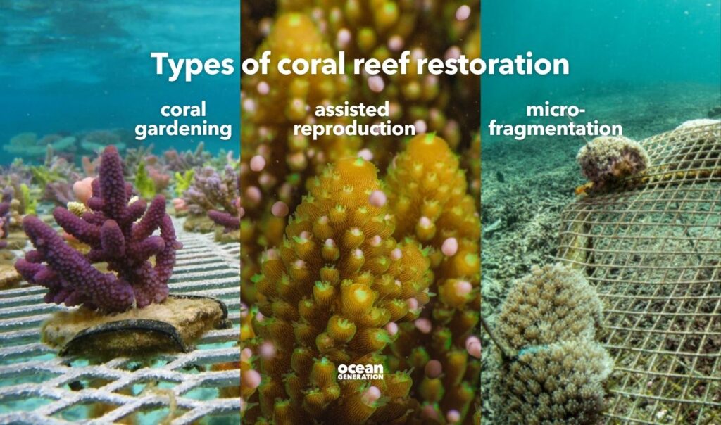 How can we help corals survive? Posted by Ocean Generation.