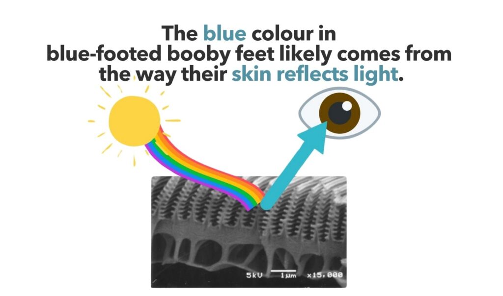 The blue colour in blue-footed booby feet likely comes from the way their skin reflects light.
