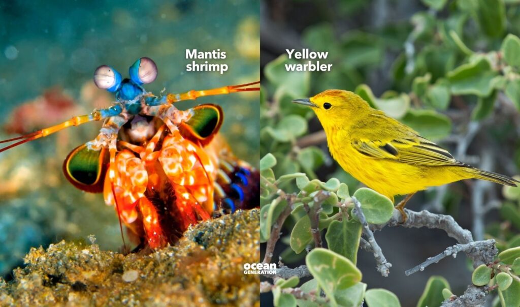 Mantis shrimp and yellow warbler also use signals. Posted by Ocean Generation