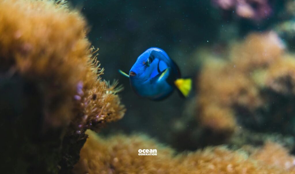 Microfragmenttaion, a coral reef restoration method, can help slow growing corals. Posted by Ocean Generation.