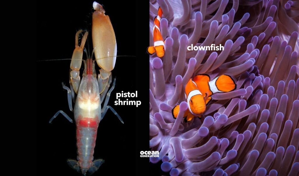 Pistol shrimp and clownfish an coral reef. Posted by Ocean Generation.