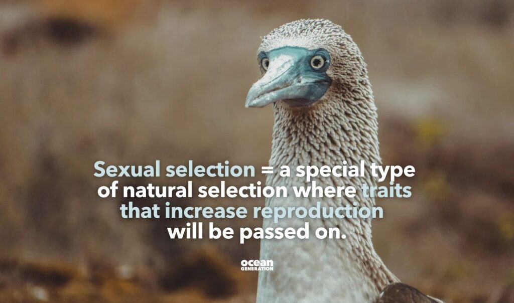Sexual selection explained by Ocean Generation.