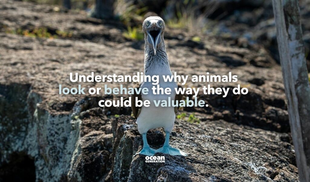 Understanding why animals look the way they do is important