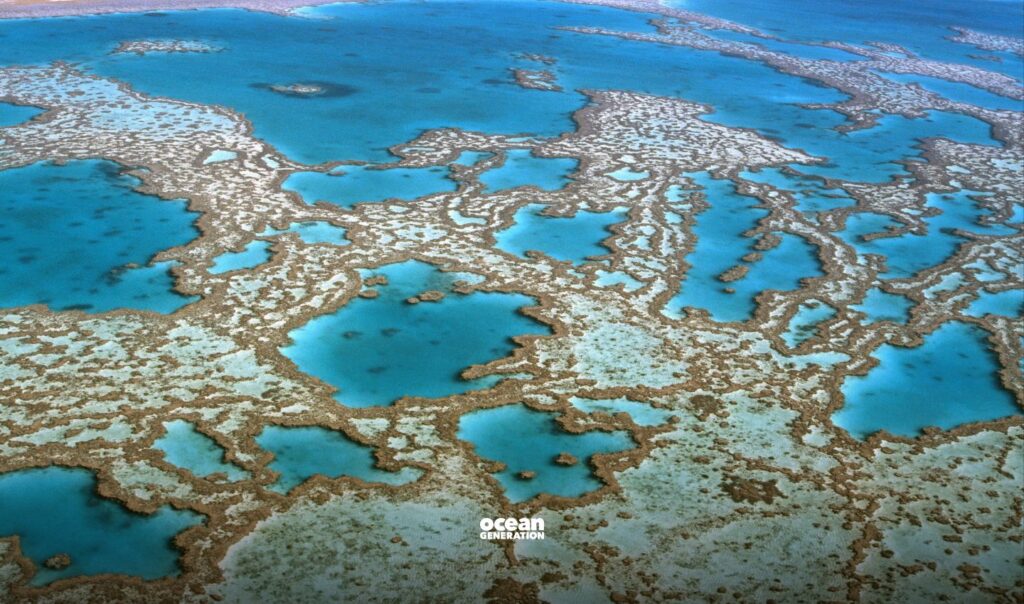 What are super corals? Explained by Ocean Generation.