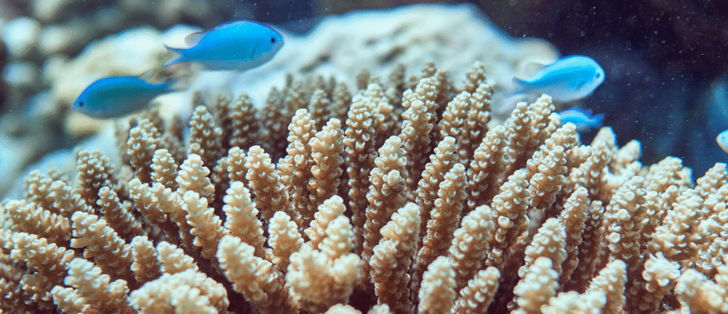 What is coral bleaching?