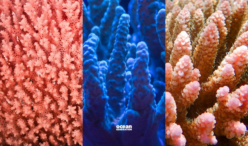 Where does coral's colour come from? Explained by Ocean Generation.