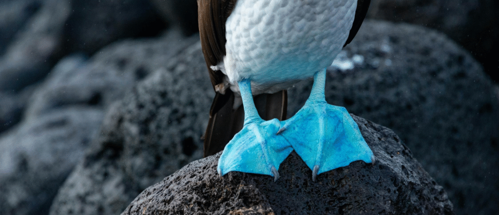 Why are blue footed boobies blue? Explained by Ocean Generation.