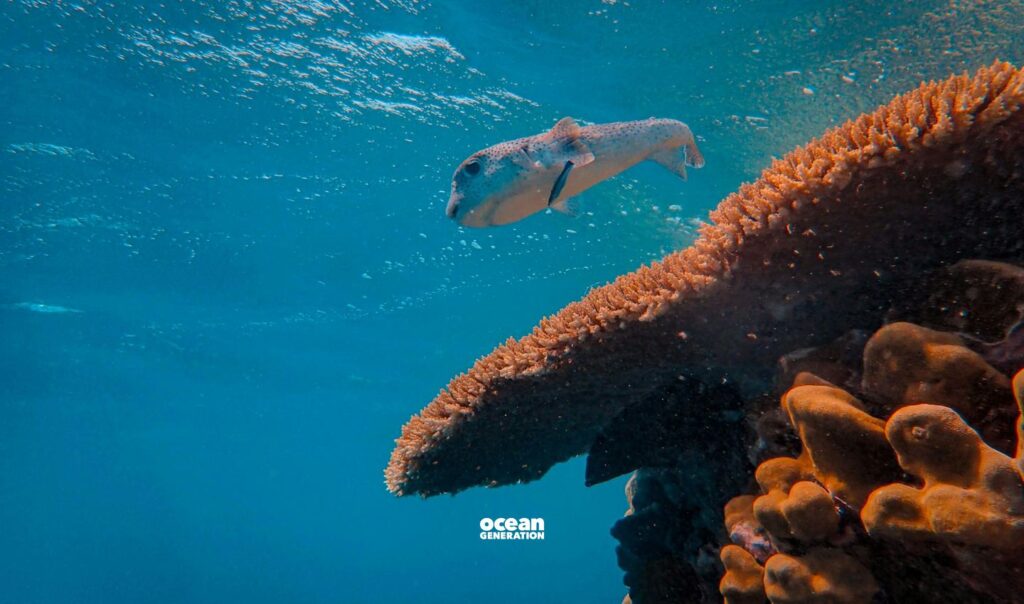 Why the sound of coral reefs matter? Explained by Ocean Generation.