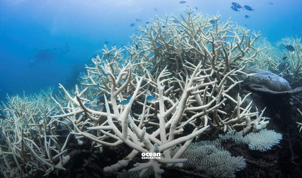 Why do corals bleach?