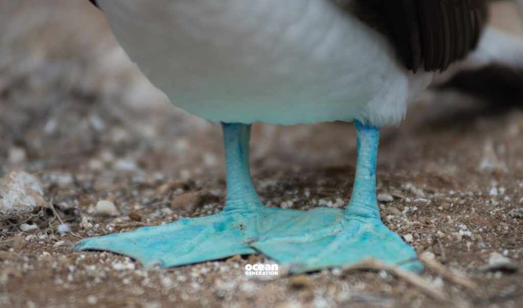 Why do female blue footed boobies prefer blue feet? Posted by Ocean Generation
