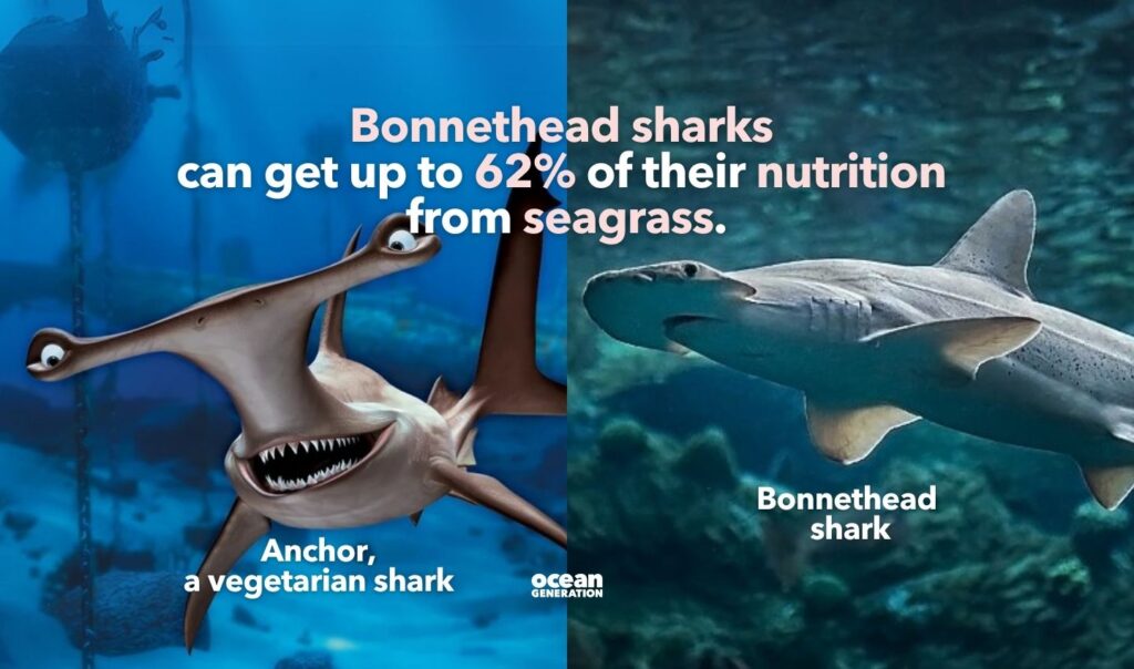 Bonnethead sharks are vegetarian. Posted by Ocean Generation.