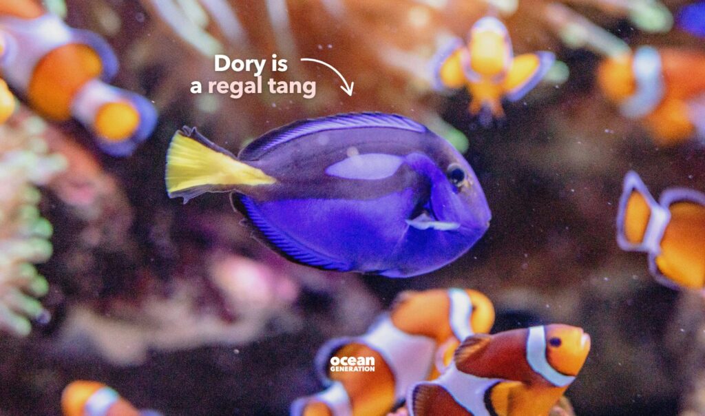 Dory in Finding Nemo is a regal tang. Posted by Ocean Generation.