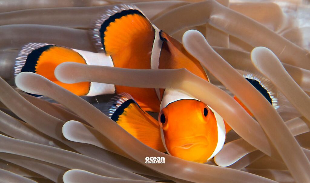 Finding Nemo got it wrong? Posted by Ocean Generation.