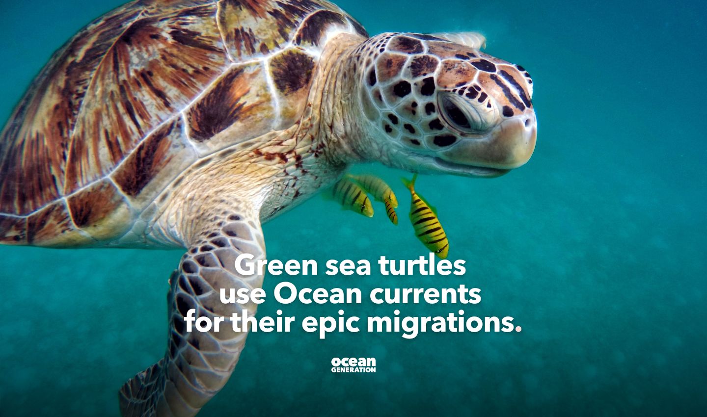 Green turtles use Ocean currents. Posted by Ocean Generation, leaders in Ocean education.