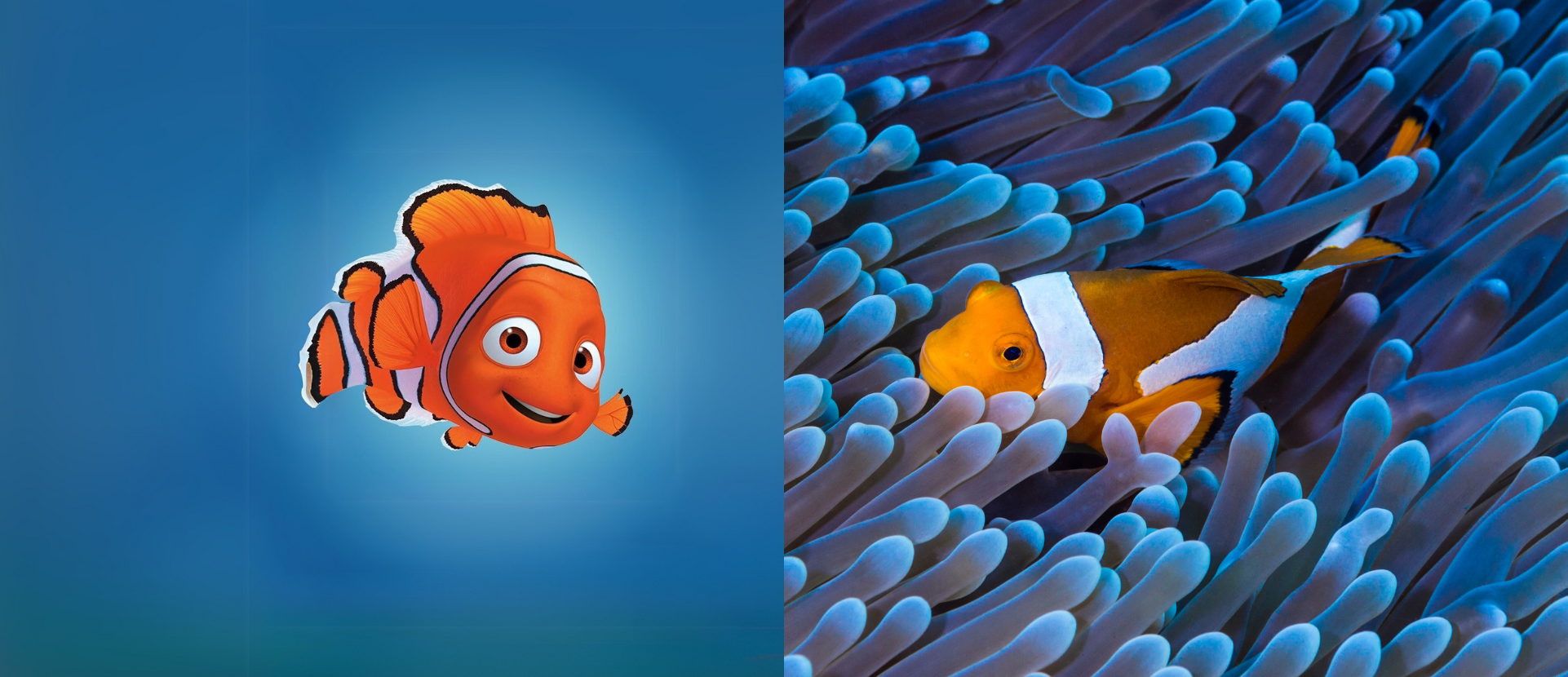 How accurate is Finding Nemo? 