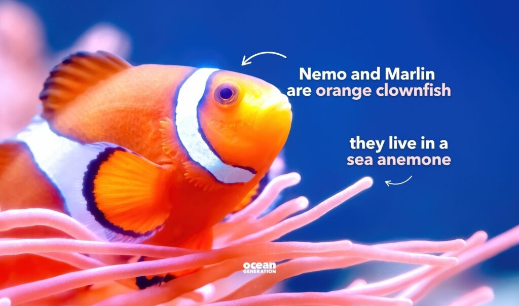 Finding Nemo: Nemo and Marlin are orange clownfish. Posted by Ocean Generation.