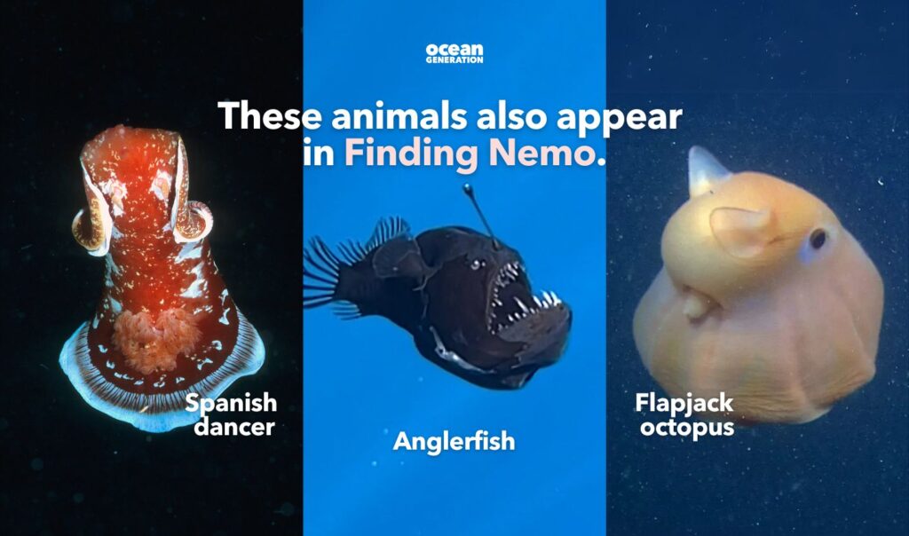 Spanish dancer, anglerfish and flapjack octopus in Finding Nemo. Posted by Ocean Generation.