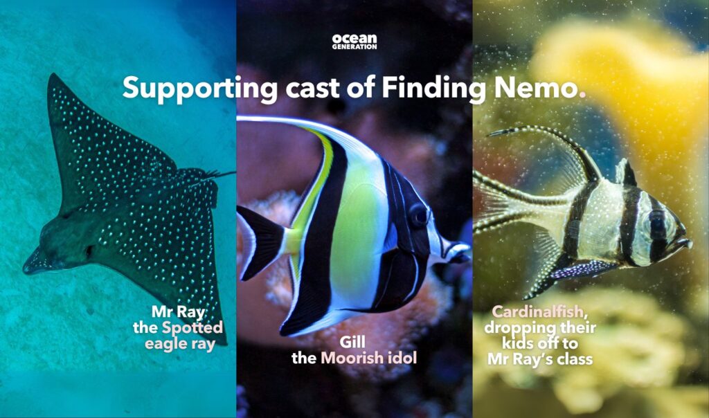 Supporting cast of Finding Nemo.